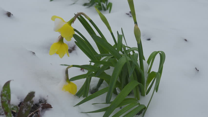 spring flowers under the snow, yellow flowers daffodils bloomed under the snow
