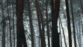 Dark Pine Forest Shrouded in Mist and Smoke. Desolate Pine Forest in the Wake of a Wildfire. Mysterious Forest with Wind, Smoke, and Foggy Darkness - Powered by Shutterstock - Get 15% off with code: PIKWIZARD15