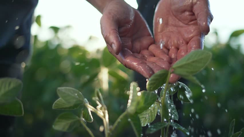 Agronomist water soybean plants in field. water droplets nourishing soybean leaves. Hand nurturing soybean crop. Sustainable farming with water. Soybean agriculture leaf care. Agronomist tending leaf.