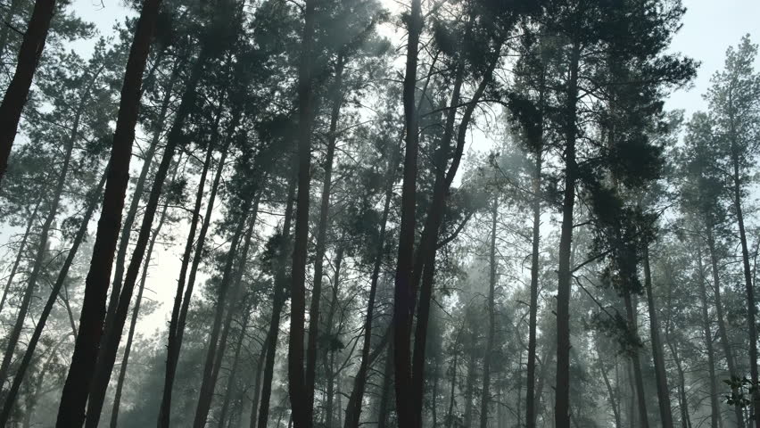 Dark Pine Forest Shrouded in Mist and Smoke. Desolate Pine Forest in the Wake of a Wildfire. Mysterious Forest with Wind, Smoke, and Foggy Darkness