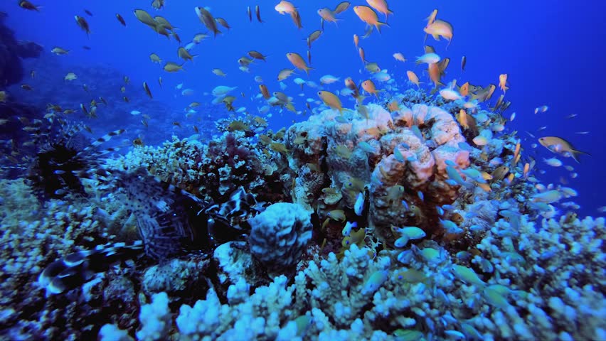 Sea Water Ocean Corals. Underwater sea fish. Colourful underwater seascape. Tropical fish reef marine. Underwater sea fish. Tropical fish reef marine.