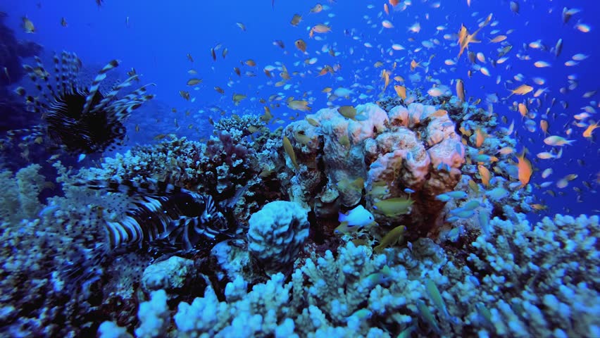 Sea Water Ocean Corals. Underwater sea fish. Colourful underwater seascape. Tropical fish reef marine. Underwater sea fish. Tropical fish reef marine.