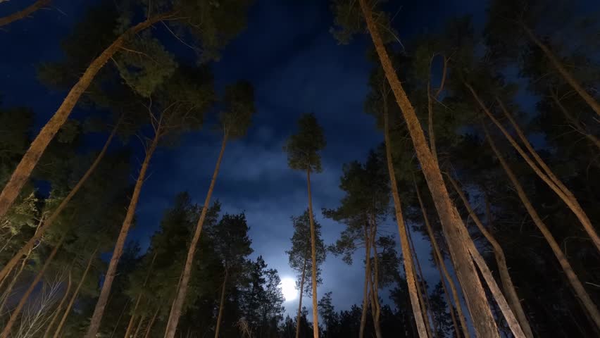 Stunning Timelapse of the Moon and Stars Racing Across the Sky Over a Pine Forest. Transition from Twilight to Nightfall in a Pine Forest, with Fast-Moving Clouds, Stars, and the Moon Time-lapse