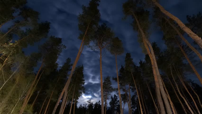 Timelapse of a Pine Forest as Evening Transitions into a Starry Night with Moving Clouds and a Rapidly Moving Moon. Magical Nighttime Time-lapse. Time lapse