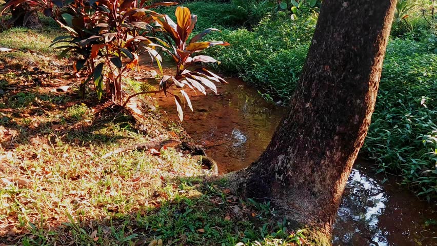 A clear stream flows gently through a forested area, reflecting the trees above and the bright green plants lining its banks. A small lizard is seen wading into the water.