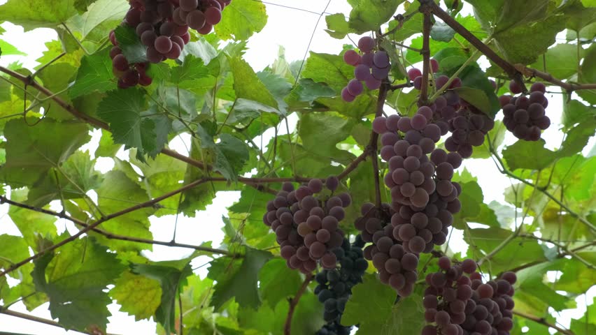 Cutting a bunch of ripe grapes. Harvest and viticulture concept. Grapes harvesting. Close-up of ripe grapes on a vine for the preparation of white wine. Men's hands cut a brush of white wine grapes
