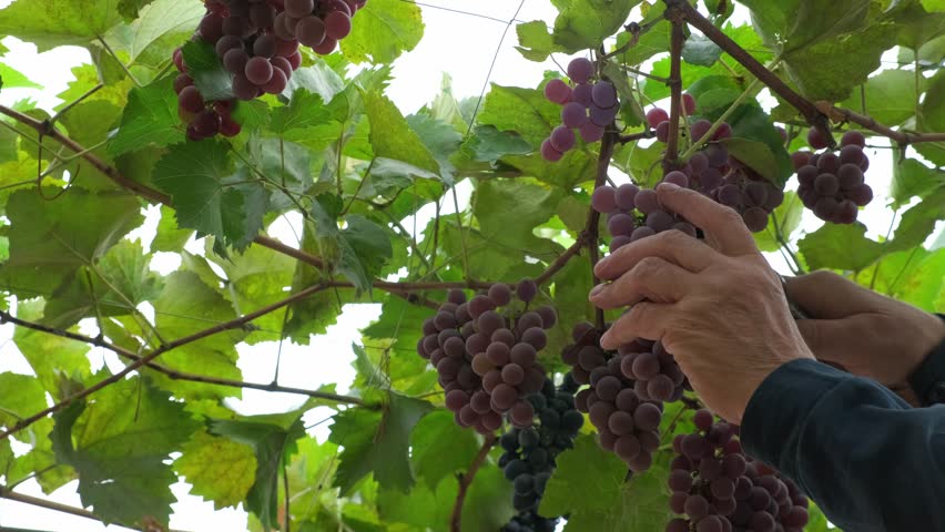 Cutting a bunch of ripe grapes. Harvest and viticulture concept. Grapes harvesting. Close-up of ripe grapes on a vine for the preparation of white wine. Men's hands cut a brush of white wine grapes