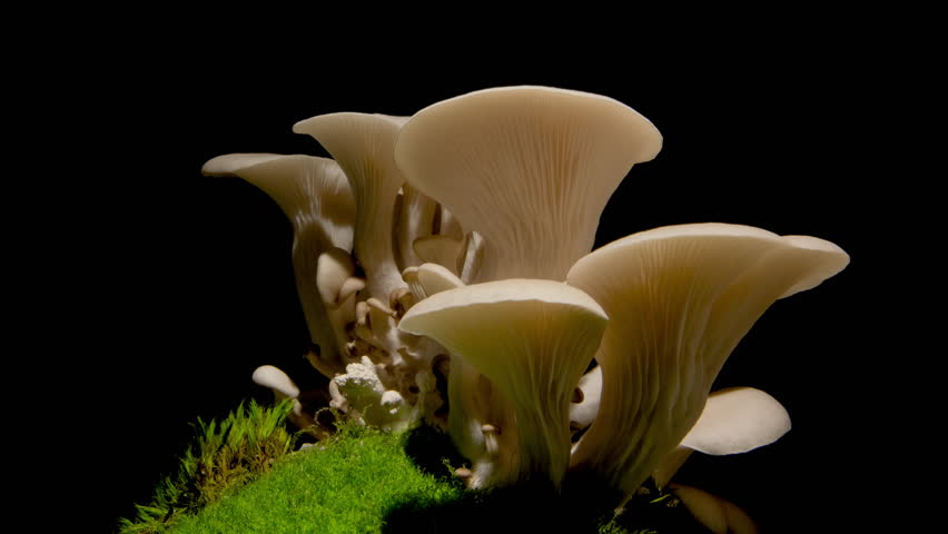 Growing oyster mushroom rising from ground time lapse 4k footage.