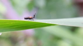macro with blurred background of web-winged beetle (Calochortus perfacetus) perched on a leaf - Powered by Shutterstock - Get 15% off with code: PIKWIZARD15