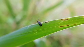 macro with blurred background of web-winged beetle (Calochortus perfacetus) perched on a leaf - Powered by Shutterstock - Get 15% off with code: PIKWIZARD15