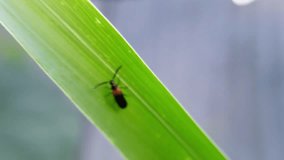 macro with blurred background of web-winged beetle (Calochortus perfacetus) perched on a leaf - Powered by Shutterstock - Get 15% off with code: PIKWIZARD15
