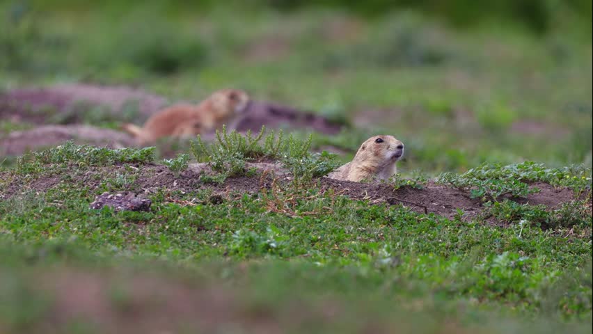 A heartwarming photo captures a cute family of prairie dogs in their wild habitat