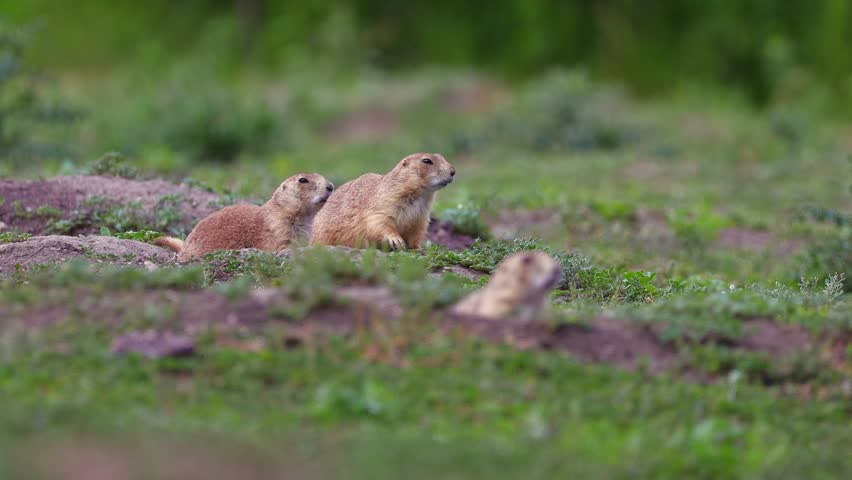 A heartwarming photo captures a cute family of prairie dogs in their wild habitat