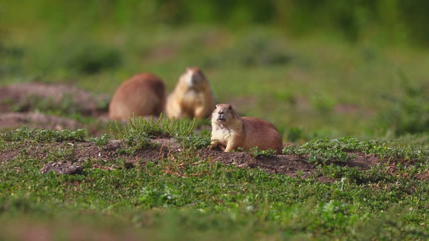 A heartwarming photo captures a cute family of prairie dogs in their wild habitat