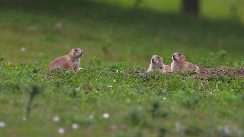A heartwarming photo captures a cute family of prairie dogs in their wild habitat