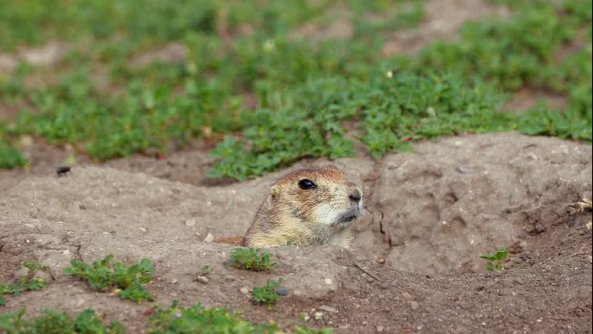 A charming close-up portrait captures a cute prairie dog in its natural wild habitat