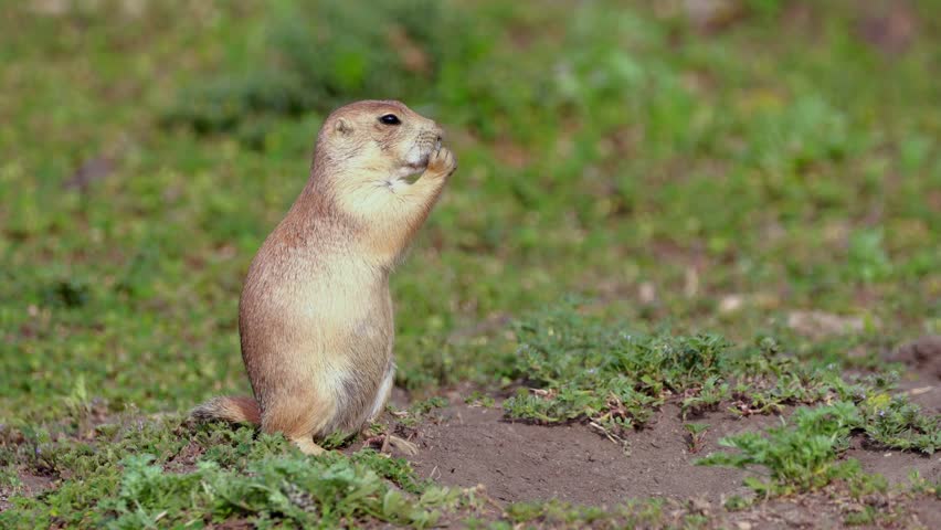 A charming close-up portrait captures a cute prairie dog in its natural wild habitat