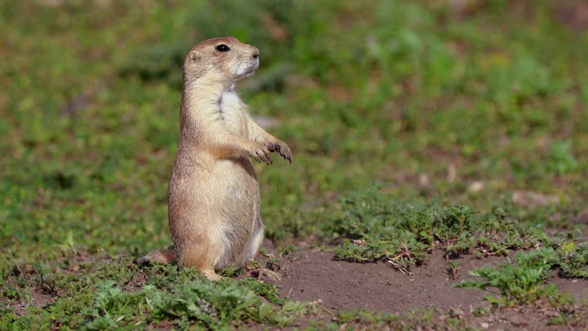 A charming close-up portrait captures a cute prairie dog in its natural wild habitat