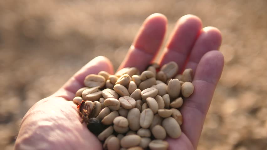 Hand Holding Raw Coffee Beans Under Sunlight – Organic Coffee Farming and Post-Harvest Process Concept