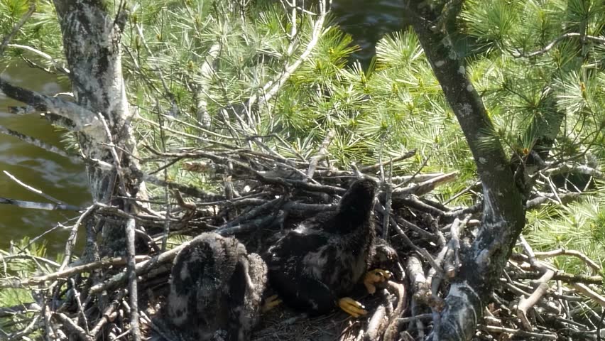 A bald eagle nurtures her baby chicks in a nest located among trees, overlooking a flowing river. The mother eagle watches protectively over her young.