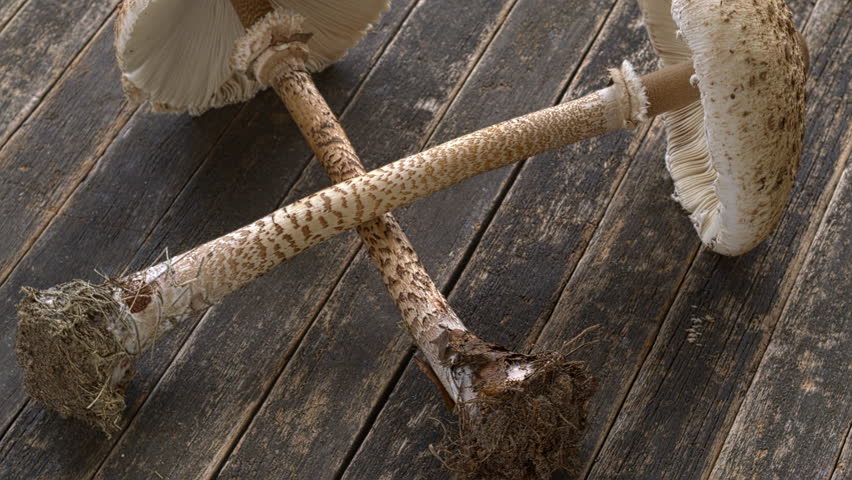 Freshly harvested parasol mushrooms (Macrolepiota procera), a choice edible mushroom. It is highly sought after and popular in Europe. Rustic wooden background. Table spin.