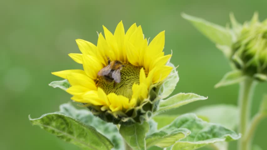 A bee collects nectar from the core of a sunflower flower. Bright yellow petals and fluffy leaves stand out against the green background.