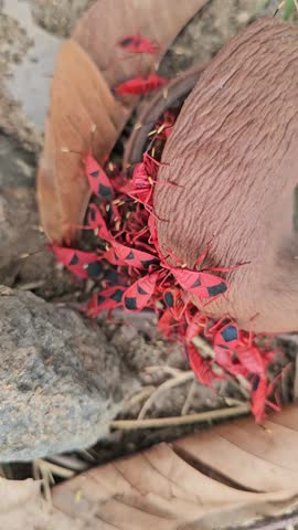 Experience the fascinating swarming of the insect world with this detailed video of red cotton stainer bugs. A dense swarm of Dysdercus cingulatus, with their striking red bodies and distinctive blac