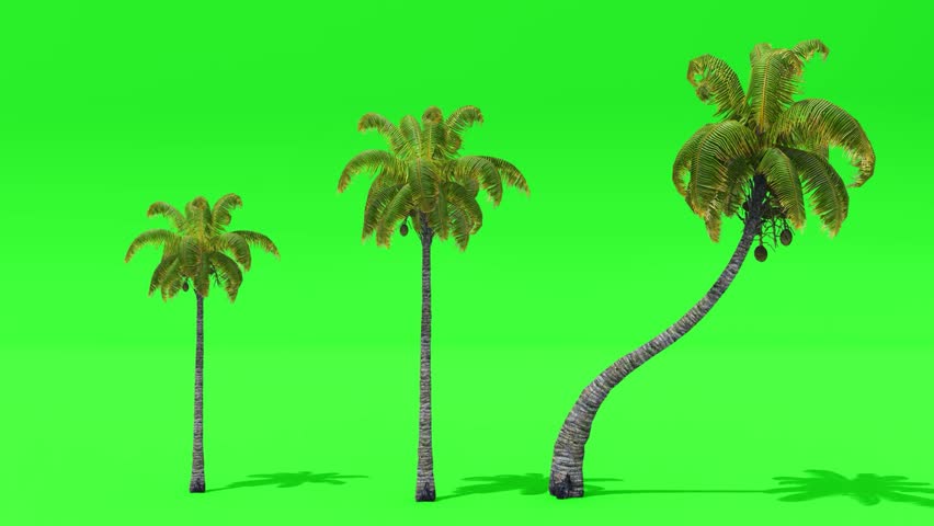 Palm trees swaying in the wind animation on green screen