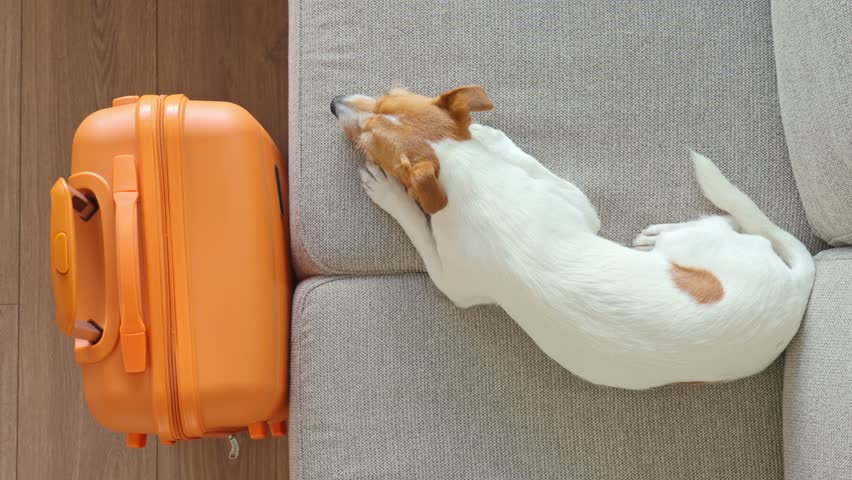 Small dog lying on couch near orange suitcase, top view. Sad pet resting near packed luggage indoors. Jack Russell terrier dog waiting for home leaving. Concept of travel with pet