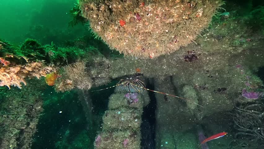 under water common lobster video