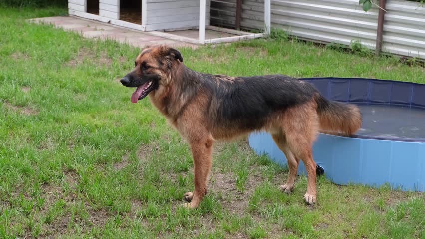 dog cooling off in dog pool on the lawn in the backyard in hot summer day