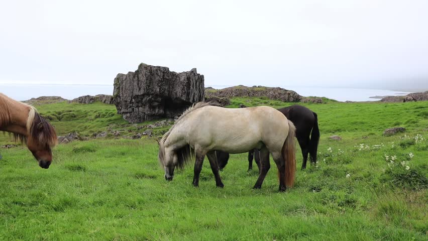 Icelandic horses calmly walking and grazing on a green meadow, surrounded by peaceful nature and scenic rural landscape. Perfect footage capturing the essence of Icelandic wildlife 