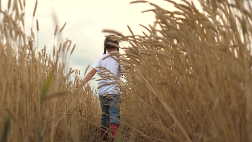 agriculture field, golden wheat farm field sunset, girl walking through wheat field, touching ears wheat hand. agriculture. child rubber boots walks through wheat field open air. child walks nature
