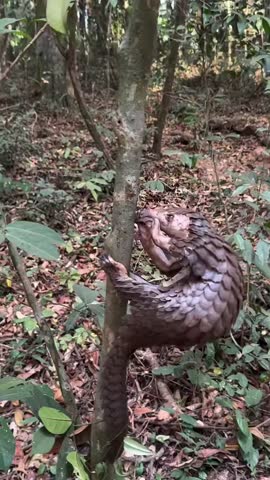 Pangolin scales are believed to have medicinal properties in traditional medicine, especially in some Asian and African countries. Some communities believe they can be used to treat various ailments, 