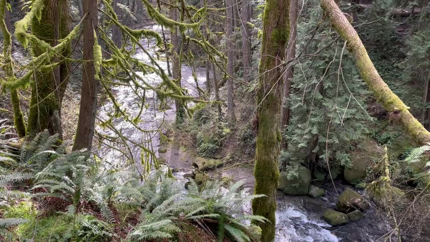 Spring water rushing flow in Whatcom Creek in the old growth forest