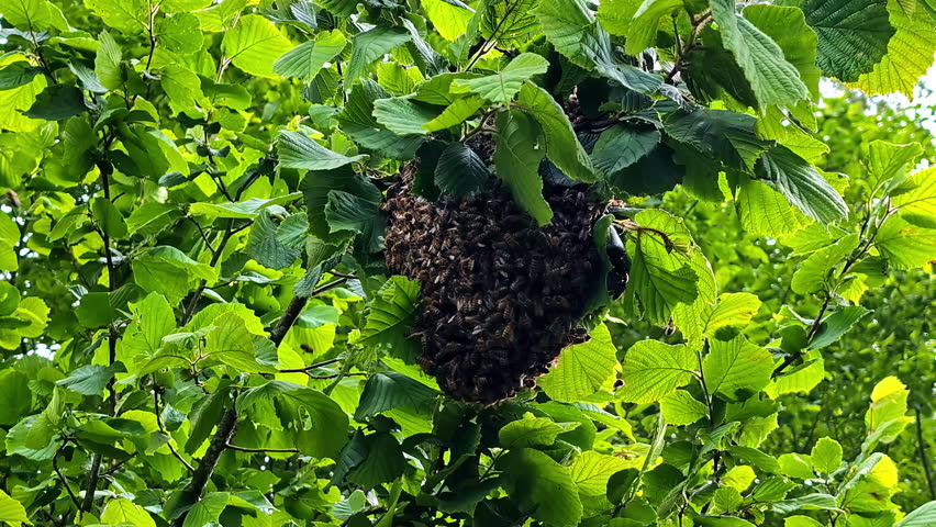 Thousands of wild honeybees form a massive swarm, clustering together on a branch of a leafy green tree, creating a new colony in their natural habitat in Latvia.