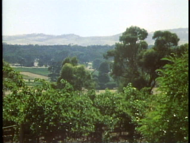 Barossa Valley, Australia, wine district Australia, wide shot, trees, vineyards, autumn