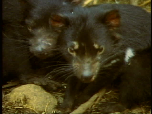 Tasmanian Devil, close up, two, Tasmania, Hobart, Australia