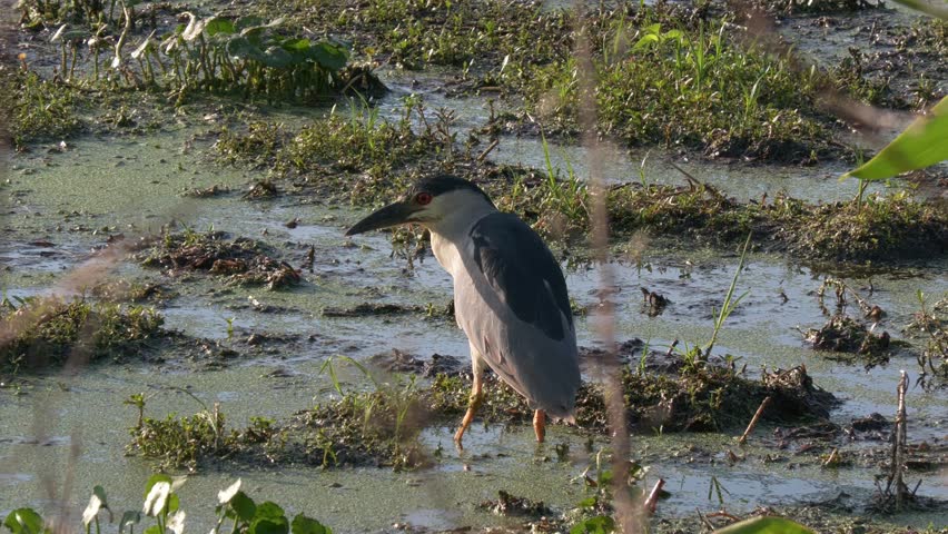 Black-crowned Night Heron in Florida Swamp