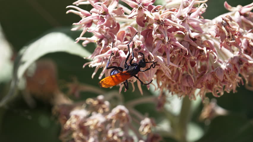 Tarantula hawk crawling on the flower of a milkweed in slow motion on West Mountain in Utah.