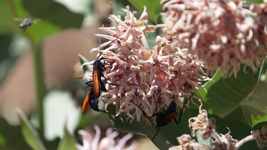 Multiple tarantulas crawling on the flowers in a milkweed plant in the Utah desert.