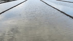 Flooded rice fields under a clear sky, ready for planting. Serene agricultural landscape reflecting the sky, ideal for themes of nature, farming, and tranquility. - Powered by Shutterstock - Get 15% off with code: PIKWIZARD15