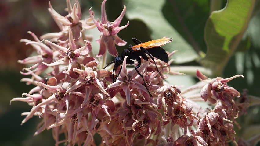 Close-up view of a tarantula hawk on a milkweed flower in Utah during the summer.