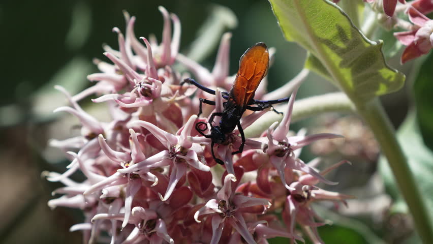 Tarantula hawk crawling through the flowers on a milkweed during the summer in Utah.