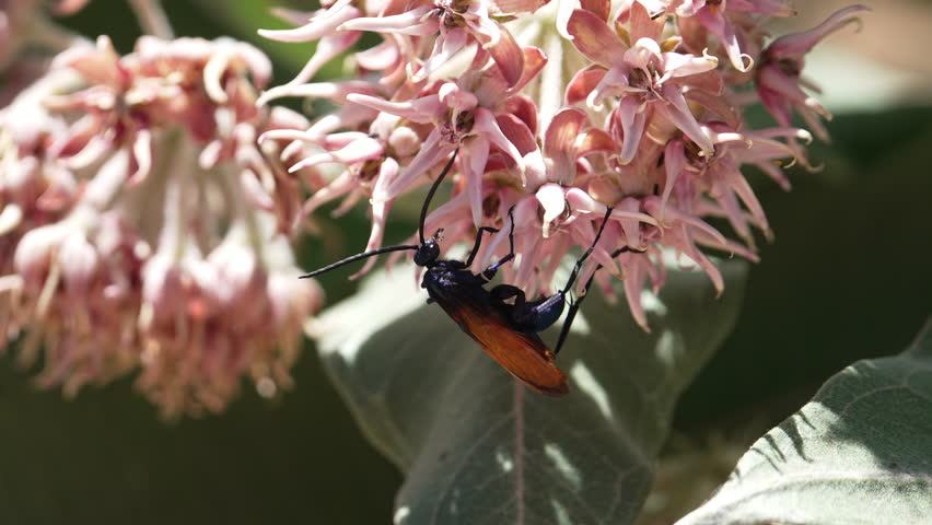 Close-up of a milkweed flower as a tarantula hawk crawls on it in Utah.