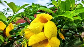 Vibrant yellow Allamanda flowers covered in fresh water droplets after rain, surrounded by lush green foliage in a Lombok Bali garden setting - Powered by Shutterstock - Get 15% off with code: PIKWIZARD15