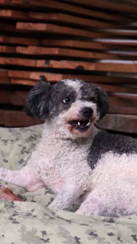 mixed breed dog eating pork legs in the backyard showing teeth protecting food, lying on dog bed