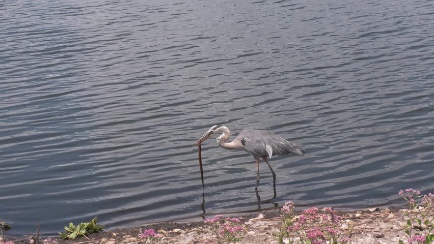 Great Blue Heron Feed on Snake near Lake