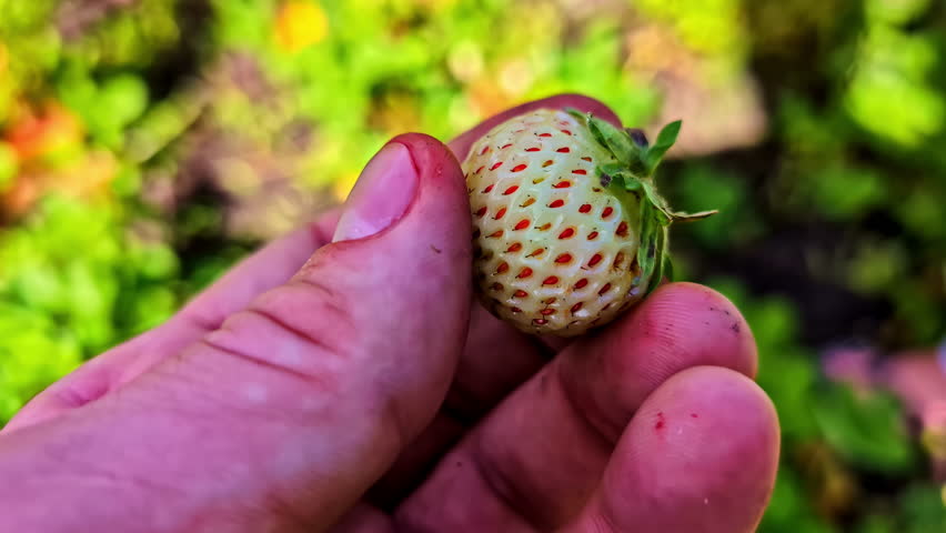 A white hand holds a white, unripe strawberry above a basket filled with ripe red strawberries.