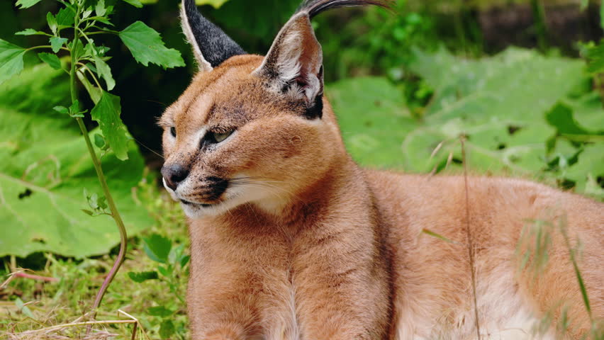 Caracal sitting in the grass with eyes half-closed, ears upright and tipped with black tufts, surrounded by green vegetation. High quality 4k footage